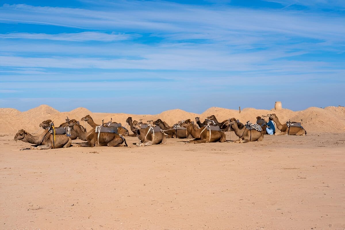 Resting camels in the Moroccan desert, ready for an unforgettable Sahara adventure.
