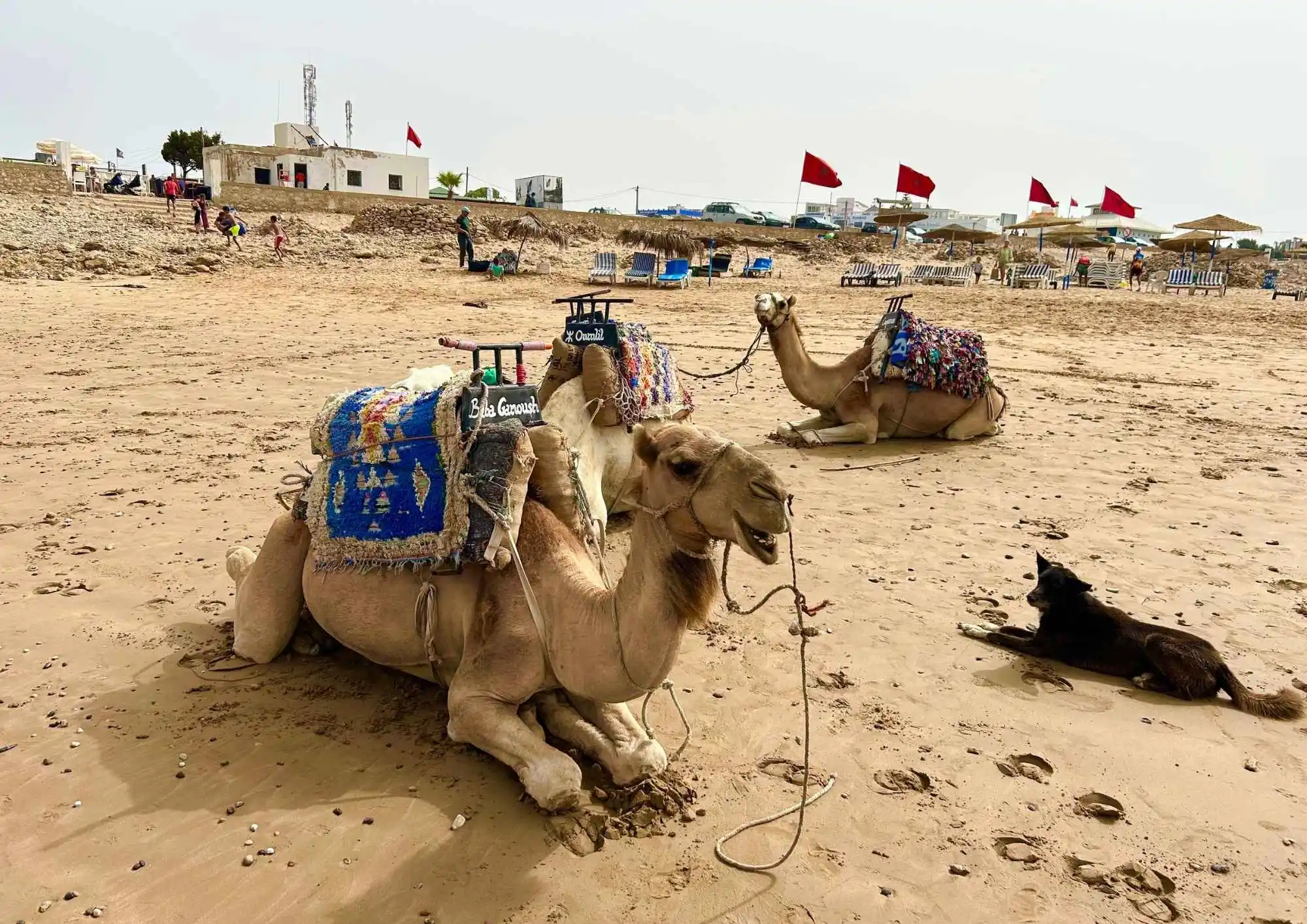 Saddled camels resting on the sandy beach at Essaouira, Morocco, with a black dog nearby, red flags and lounge chairs lining the shore under a hazy sky.