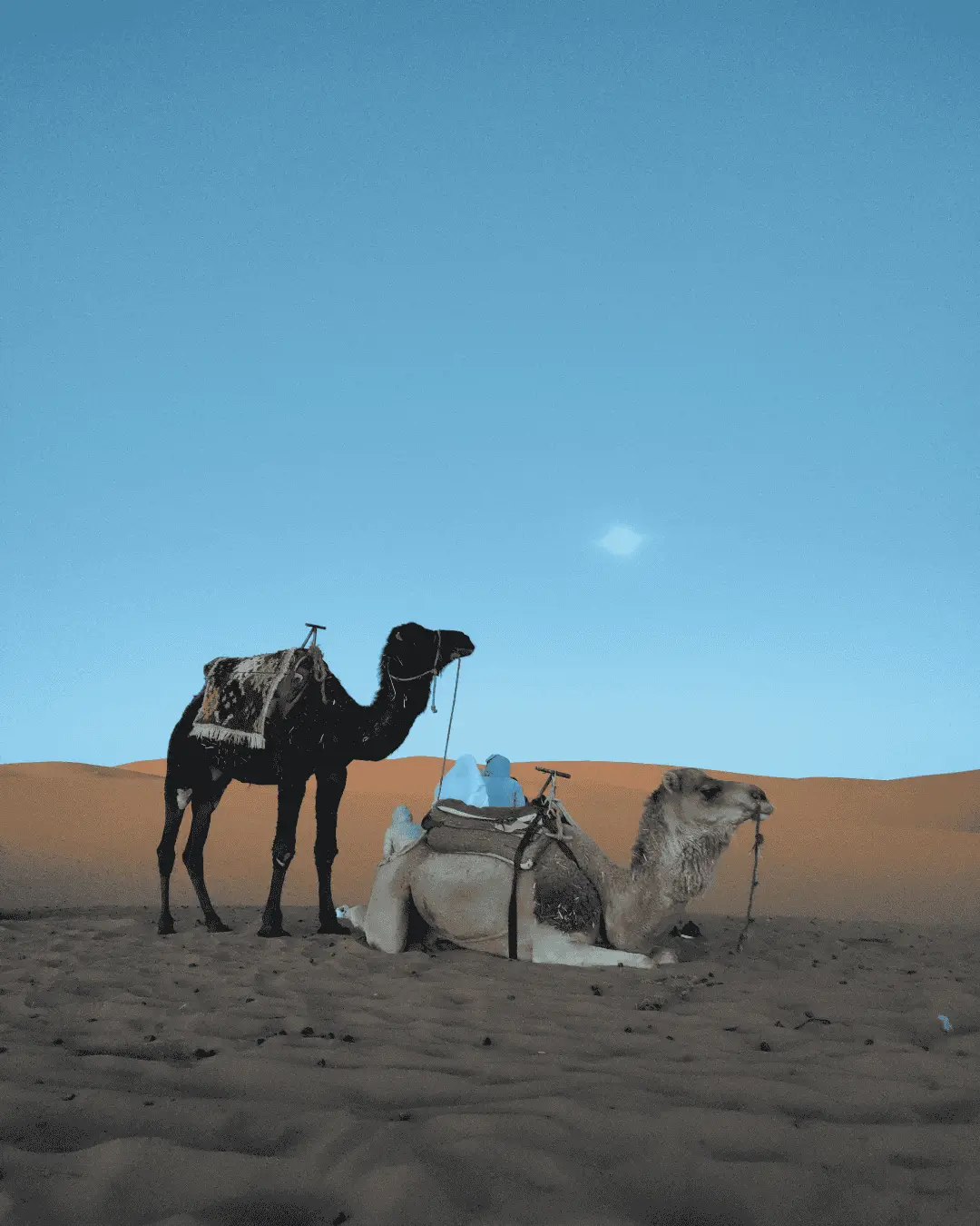 At dusk on Sahara dunes, one camel stands and another rests while two blue-robed guides sit behind; a small moon hangs in the clear sky above.