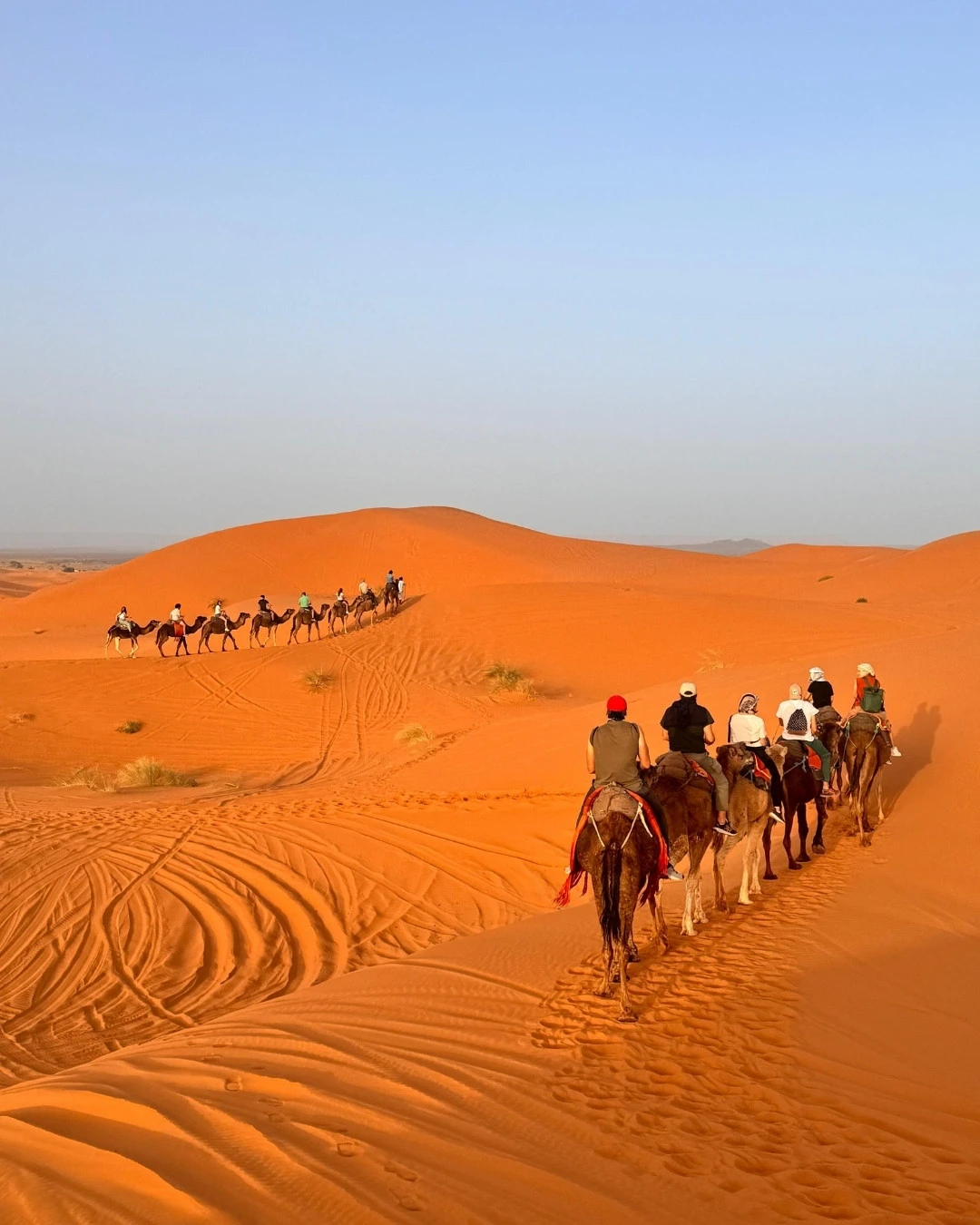 Two camel caravans snake across glowing orange Sahara dunes at sunset, seen from behind the riders, tracks curving under a pale blue sky.