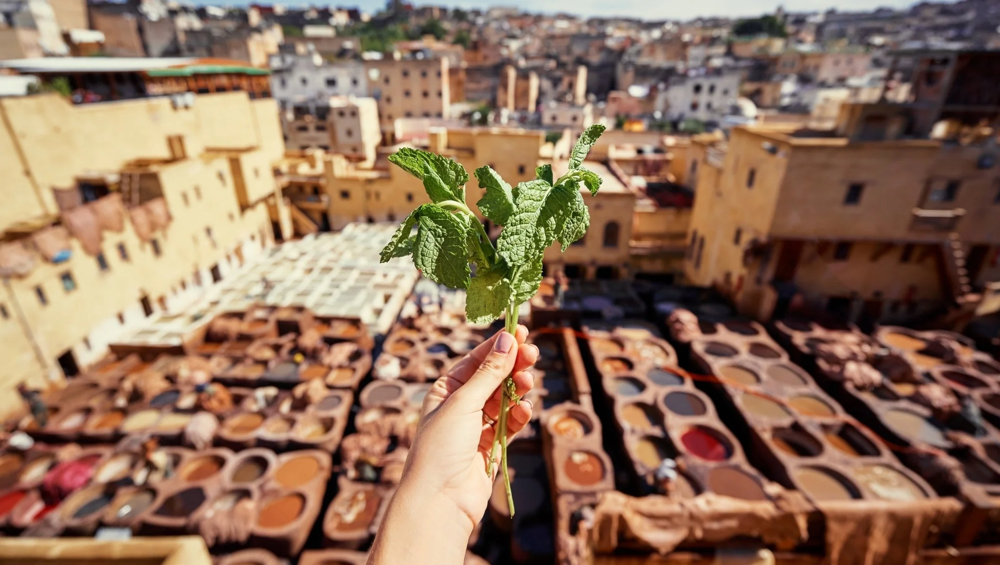 Hand holding mint leaves in front of the colorful pits of Fes’s Chouara Tanneries, a classic viewpoint on a 2 days Fes itinerary.