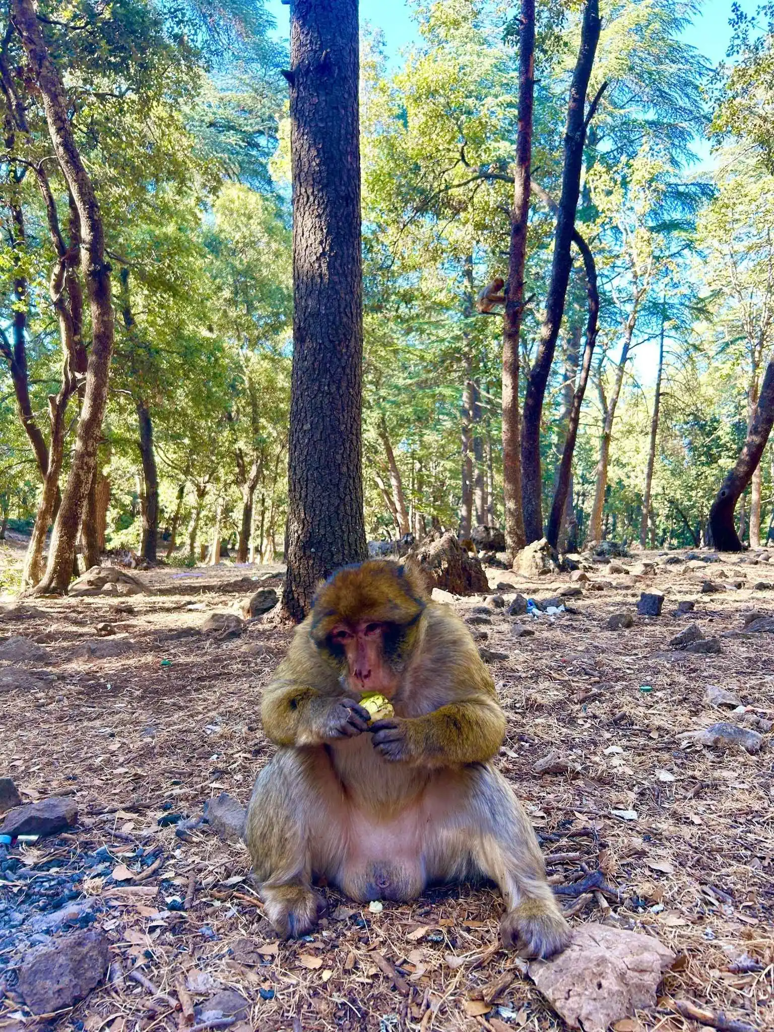 Wild Barbary macaque sitting on forest floor near Azrou—nature break often included on longer Morocco trips.