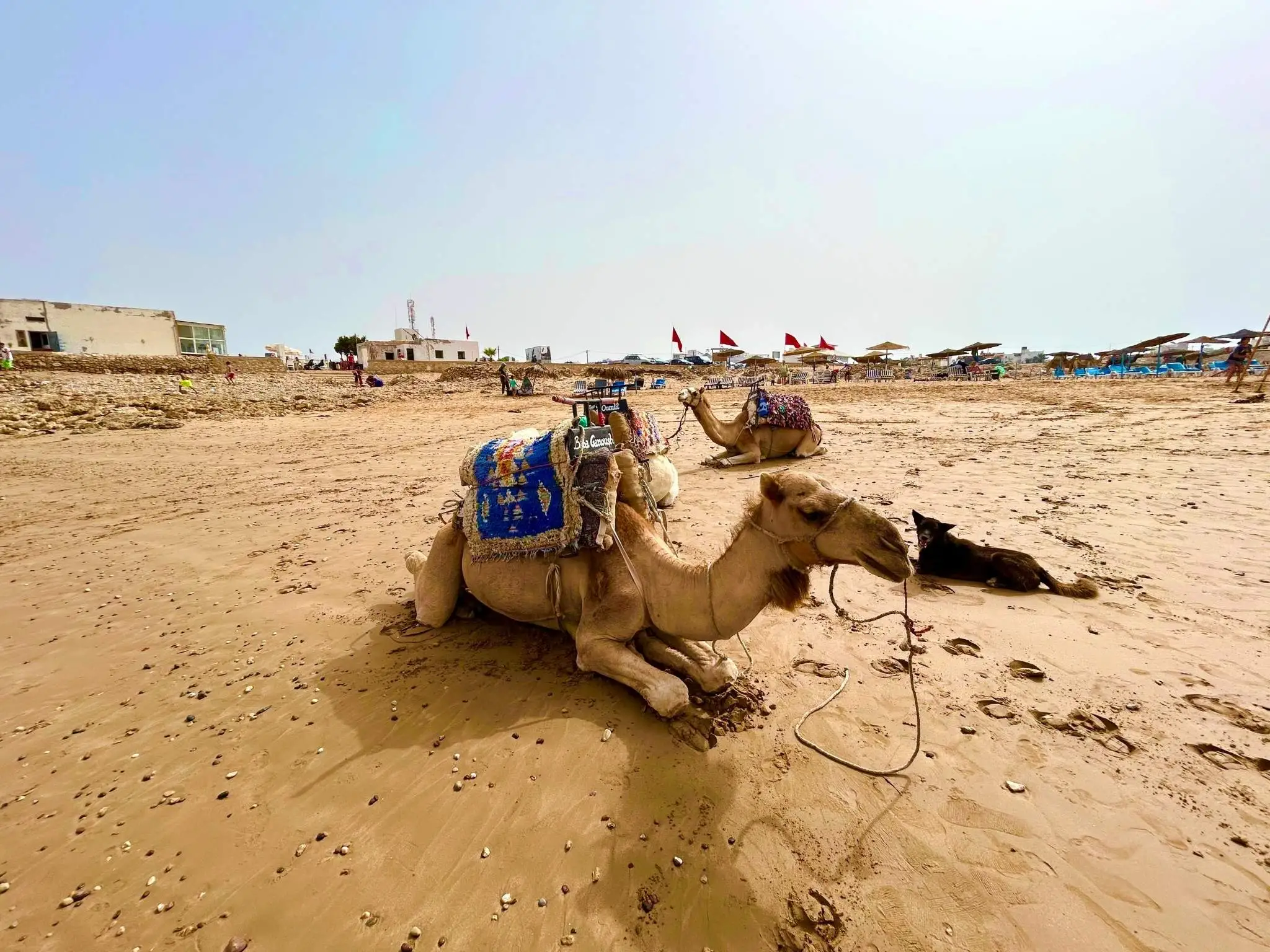 Saddled camels and a dog resting on the sand at Essaouira beach, Morocco, with umbrellas and flags in the background.