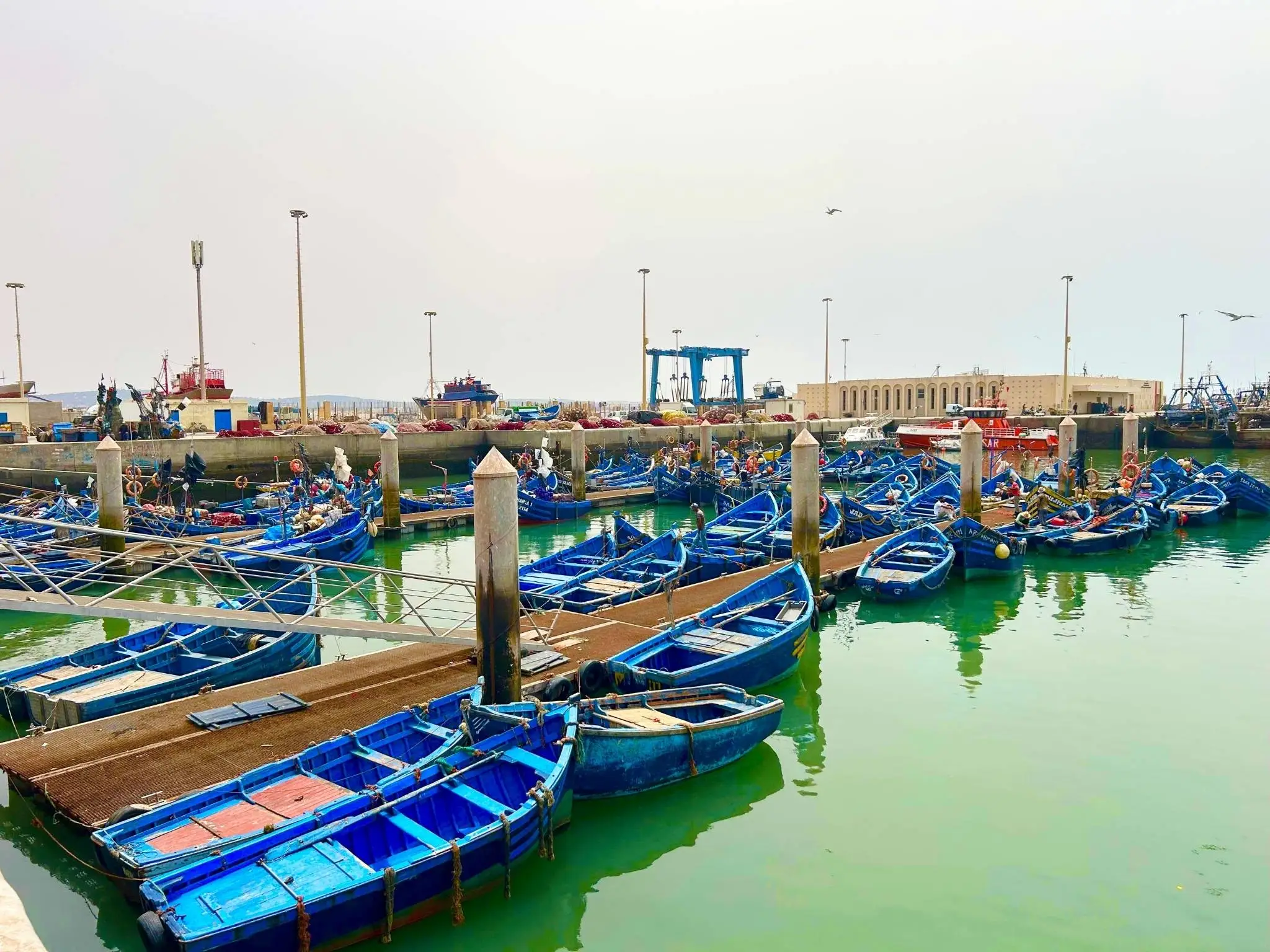 Dozens of iconic blue wooden boats moored in Essaouira fishing port on Morocco’s Atlantic coast.